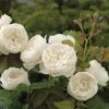 William & Catherine English Shrub Rose -Plantify Shop WILLCATH