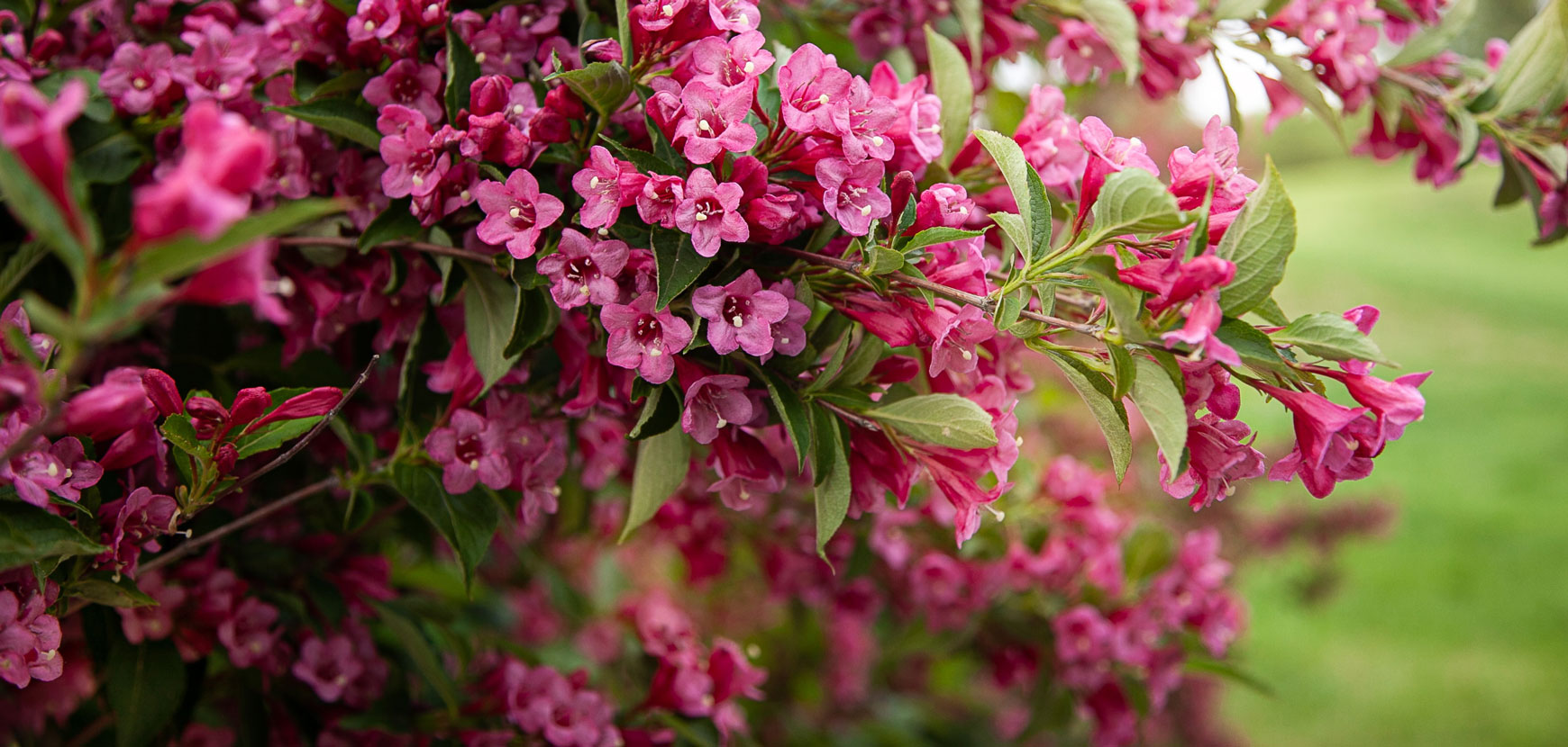 Plantify Shop -Plantify Shop banner1003